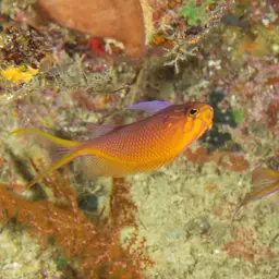 Coral Perch, photo 5