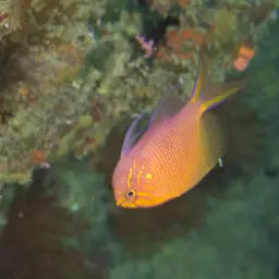 Coral Perch, photo 6