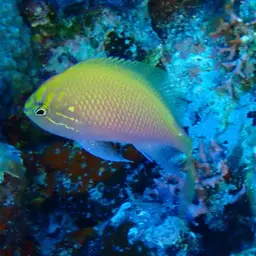 Coral Perch, photo 7
