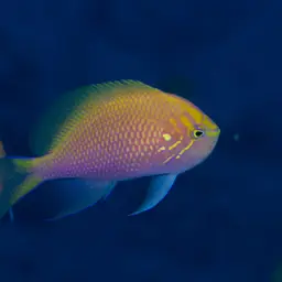 Coral Perch, photo 8