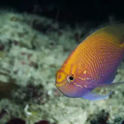 Coral Perch, photo 9
