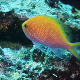 Coral Perch, photo 10