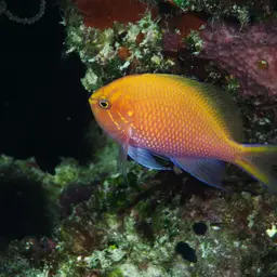 Coral Perch, photo 11