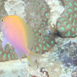 Coral Perch, photo 12