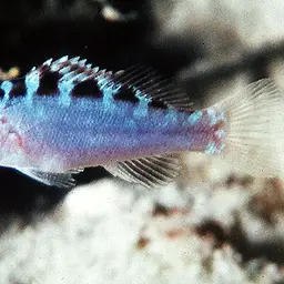 Chalk Bass