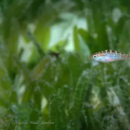 Chalk Bass, photo 2