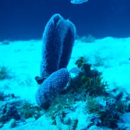 Chalk Bass, photo 3