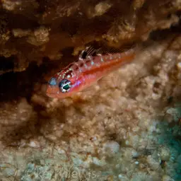 Chalk Bass, photo 5