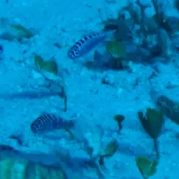 Chalk Bass, photo 8