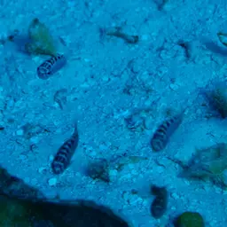 Chalk Bass, photo 9