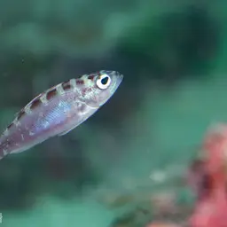 Chalk Bass, photo 10