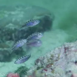 Chalk Bass, photo 11