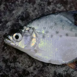 Blue Caribe