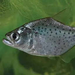 Brandt's Pirambeba