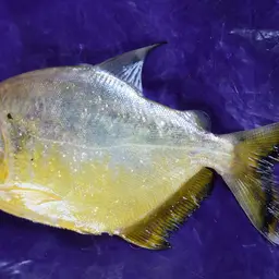 Pinch Piranha, photo 1