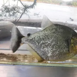 Pinch Piranha, photo 2
