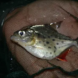 Pinch Piranha, photo 3