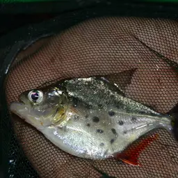 Pinch Piranha, photo 4