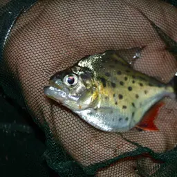 Pinch Piranha, photo 5