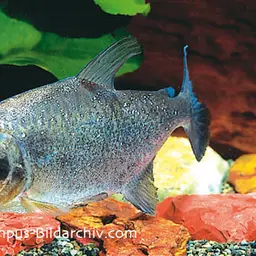 Slender Piranha, photo 1
