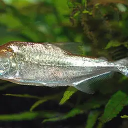 Slender Piranha, photo 2
