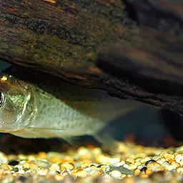 Slender Piranha, photo 3
