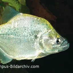 Gery's Piranha, photo 1