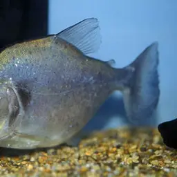 Gery's Piranha, photo 2