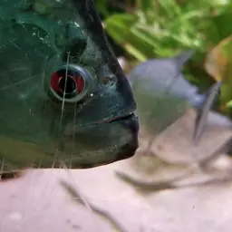 Gery's Piranha, photo 3