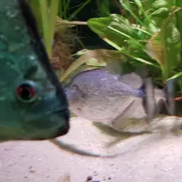 Gery's Piranha, photo 4