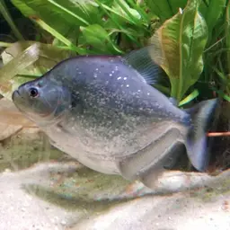 Gery's Piranha, photo 5
