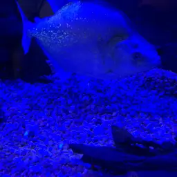 Gery's Piranha, photo 6