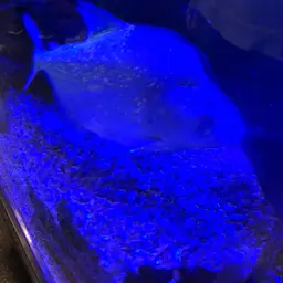 Gery's Piranha, photo 7