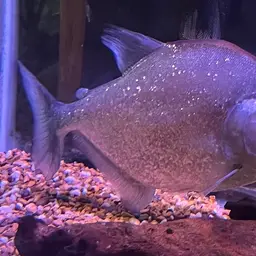 Gery's Piranha, photo 8