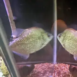 Gery's Piranha, photo 9