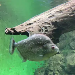 Gery's Piranha, photo 10