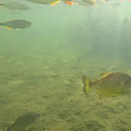 Gold Piranha, photo 2