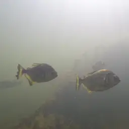 Gold Piranha, photo 3