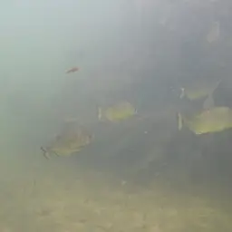 Gold Piranha, photo 4