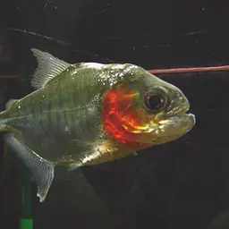 Caribito Parguasero