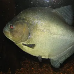 Redeye Piranha, photo 1