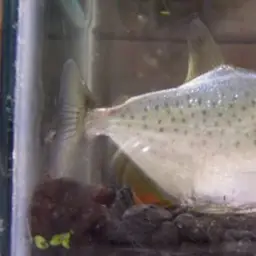 Redeye Piranha, photo 2