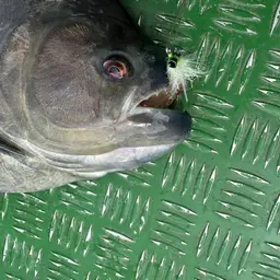 Redeye Piranha, photo 3