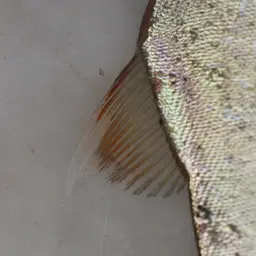 Piranha, photo 1
