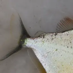 Piranha, photo 2