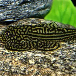 Reticulated Hillstream Loach, photo 1