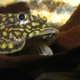 Reticulated Hillstream Loach, photo 2