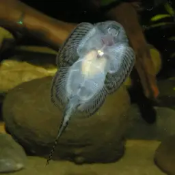 Reticulated Hillstream Loach, photo 3