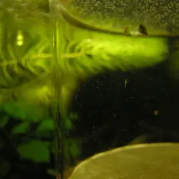 Reticulated Hillstream Loach, photo 5