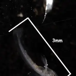 Reticulated Hillstream Loach, photo 6